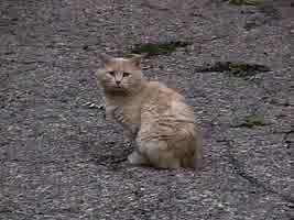 straycat.jpg (5918 bytes)